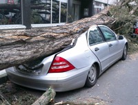 авто на которое упало дерево